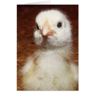 Un petit poulet malheureux