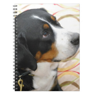Un plus grand carnet suisse de chien de montagne