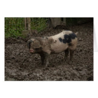 Un porc en canard
