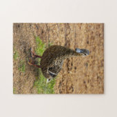 Un puzzle de canard à collier (Horizontal)