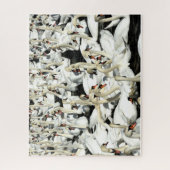 Un Puzzle De Cygnes (Vertical)