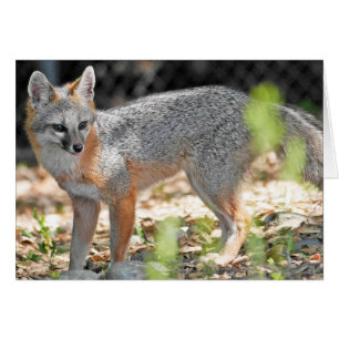 Un renard rouge