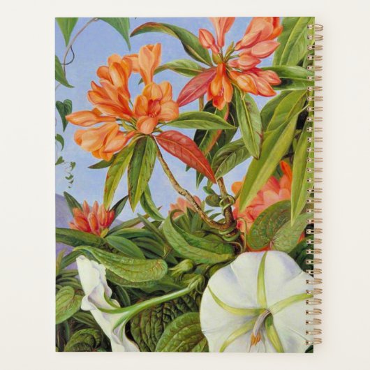 Un Rhododendrum et Ipomoea de Java (Dos)