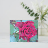 Un Rose au Kenya Carte postale (Debout devant)