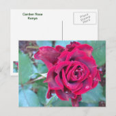 Un Rose au Kenya Carte postale (Devant / Derrière)