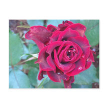 Un Rose au Kenya Carte postale