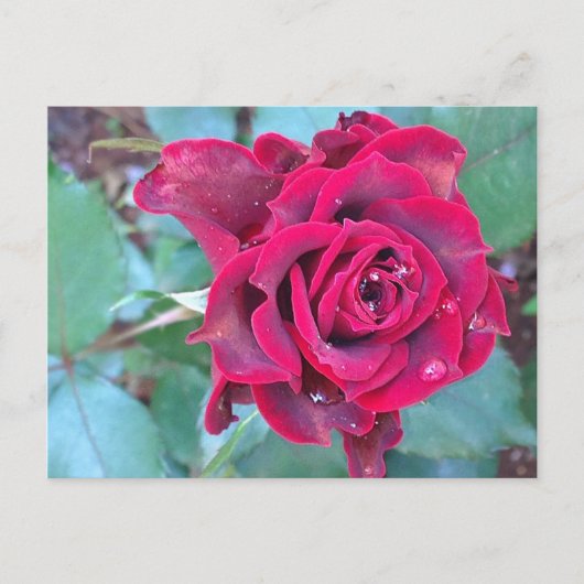 Un Rose au Kenya Carte postale (Devant)