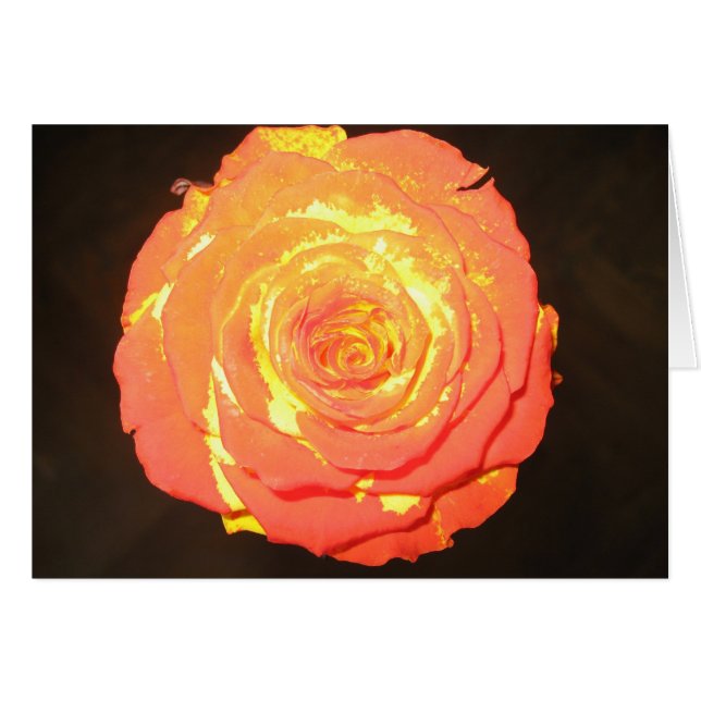 - Un rose n'aiment pas autre - amour subtil unique (Devant Horizontal)