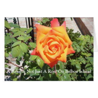 Un rose n'est pas simplement un rose… qu'il est