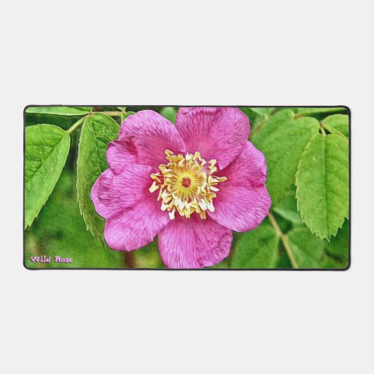 Un Rose sauvage (Recto)