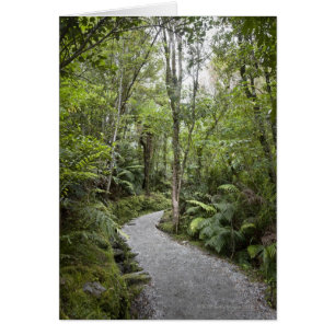 Un sentier à travers une forêt tropicale au pied d