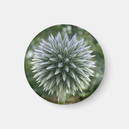 Un soupçon de Z "feu d'artifice vert" aimant flora (Devant)