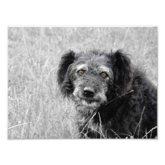 Un sourire de chien, photo de chien, portrait de c