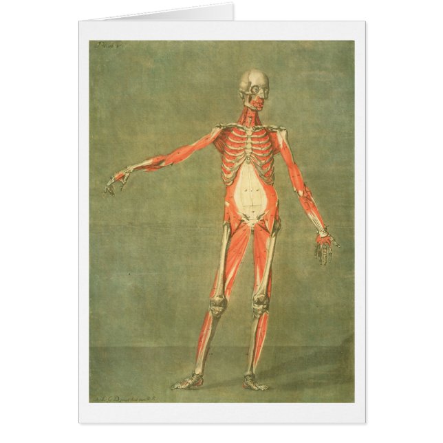 Un système musculaire plus profond de l'avant du (Devant)