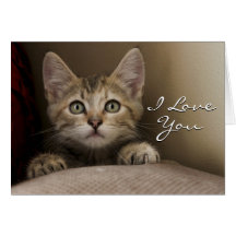 Un Tabby Kitten Très Sucré