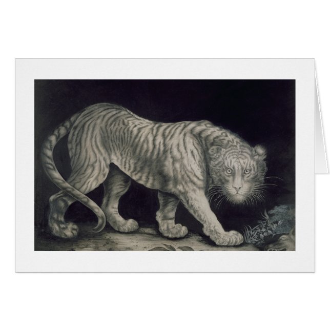 Un tigre de vagabondage (crayon sur le papier) (Devant horizontal)
