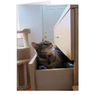 Un Tiroir Pour Carte Indigo