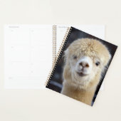 Un visage mignon et duveteux d'alpaca (Devant avec enveloppe)