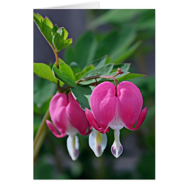 Un vrai coeur (Devant)