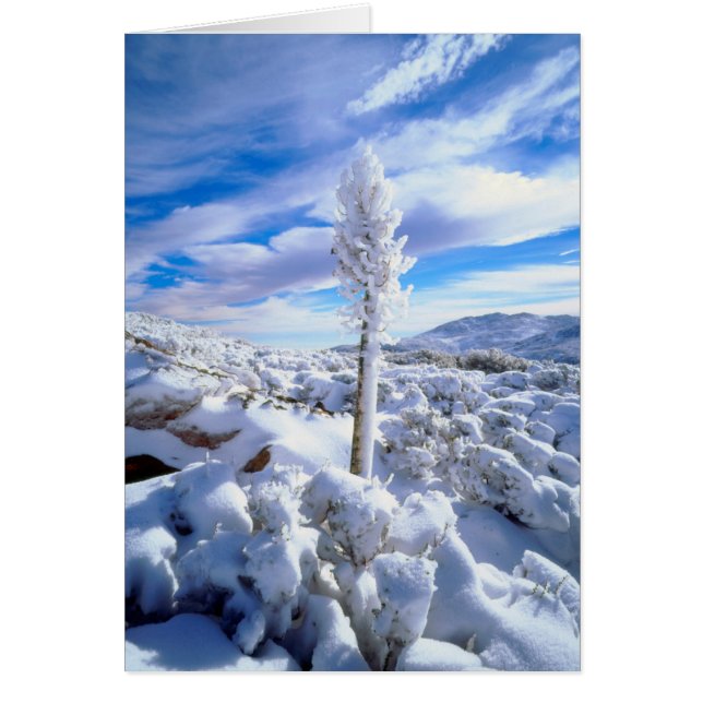 Un yucca enneigé (Devant)
