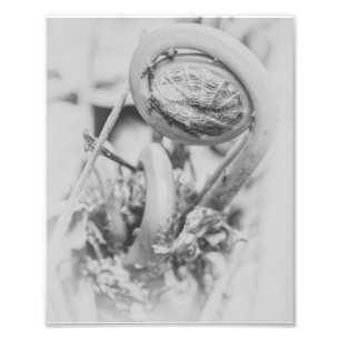 Uncurling Woodland Fern Black en White Print 1 Foto Afdruk