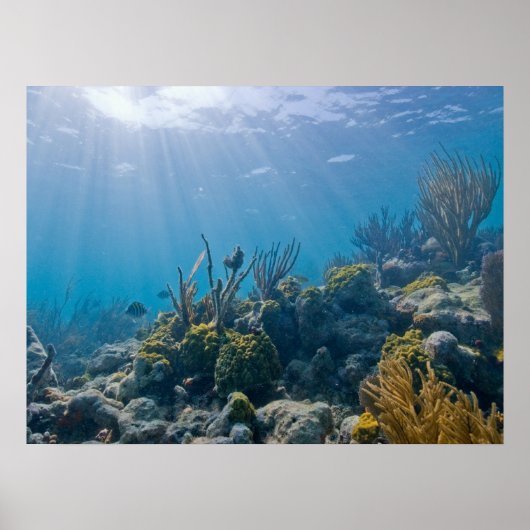 Under Water Biscayne NP Poster (Devant)