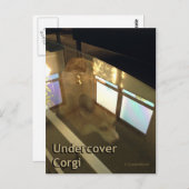 Undercover Corgi Briefkaart (Voorkant / Achterkant)