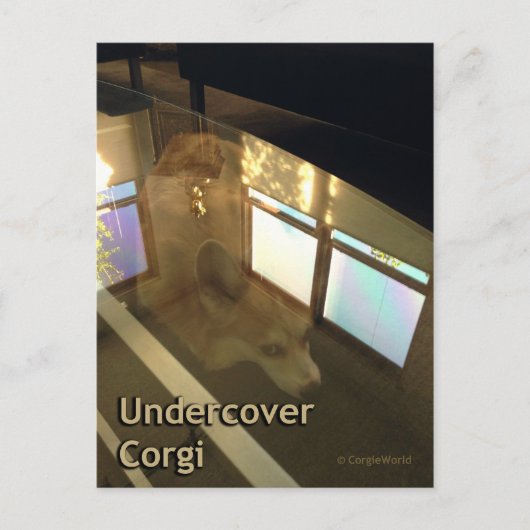 Undercover Corgi Briefkaart (Voorkant)