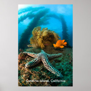 Underwater Catalina Island Poster