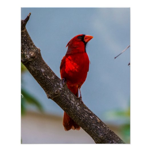 Une affiche brillante de Cardinal 20 x 25 (Devant)