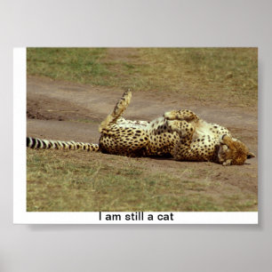 Une affiche d'un roulement de guépard au sol