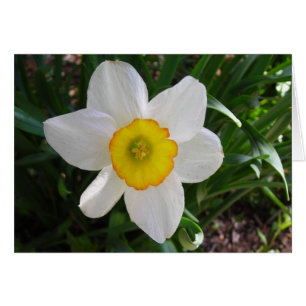 Une beauté de la jonquille