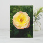 Une belle carte blanche Rose de jardin et d'insect (Debout devant)