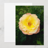 Une belle carte blanche Rose de jardin et d'insect (Devant / Derrière)