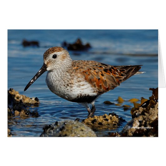Une Belle Dunlin se tourne vers la carte solo (Devant horizontal)