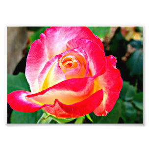 Une Belle Photo Rose