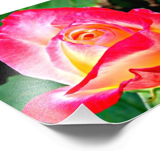 Une Belle Photo Rose (Coin)