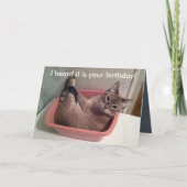 Une carte d'anniversaire drôle de chat 5X7 (Devant)