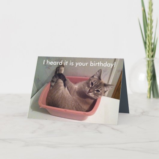 Une carte d'anniversaire drôle de chat 5X7 (Devant)