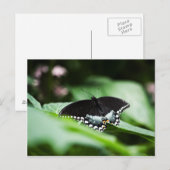 Une carte postale à apparence simple (Devant / Derrière)