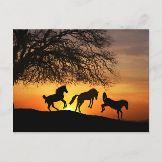 Une carte postale amusante avec des chevaux!