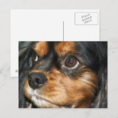 Une carte postale Cavalier King Charles Spaniel ch (Devant / Derrière)