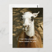 Une carte postale d'animal amusant, nommée Llama.  (Devant / Derrière)
