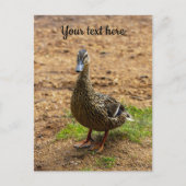 Une carte postale de canard colvert (Devant)