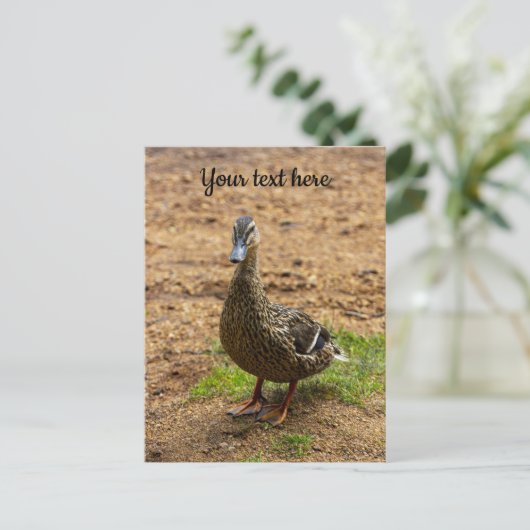 Une carte postale de canard colvert (Debout devant)