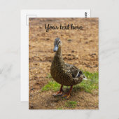 Une carte postale de canard colvert (Devant / Derrière)