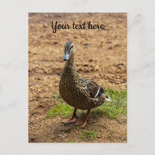 Une carte postale de canard colvert (Devant)