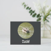 Une carte postale de canard qui canarde (Debout devant)