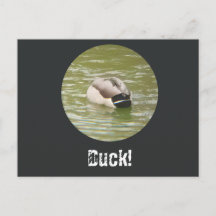 Une carte postale de canard qui canarde