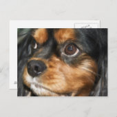 Une carte postale de chien loyal Cavalier King Cha (Devant / Derrière)